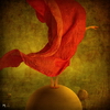 pic pic