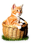 Pet Shop Pet Shop